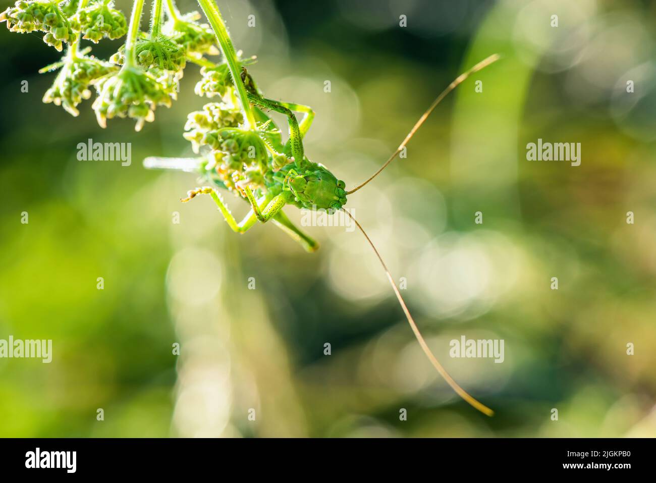 Female of Great Green Bush-cricket, Tettigonia viridissima Stock Photo