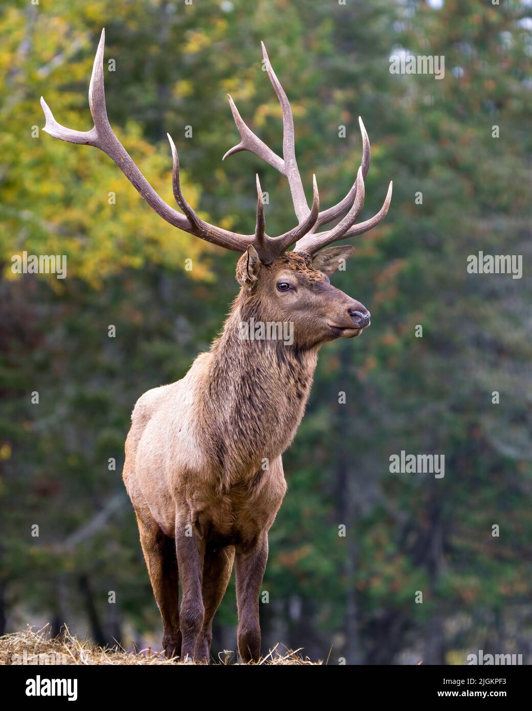 Elk male close up profile view displaying its large antlers in the forest with a blur background in its environment and habitat surrounding. Red Deer Stock Photo