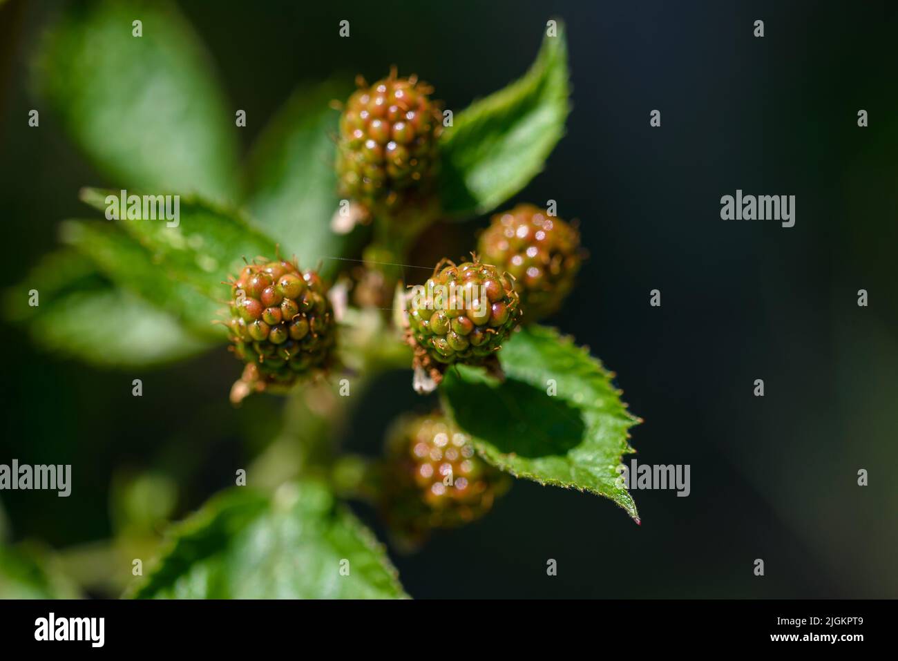 Close view of a blackberry plant with some still unripe fruits. Stock Photo