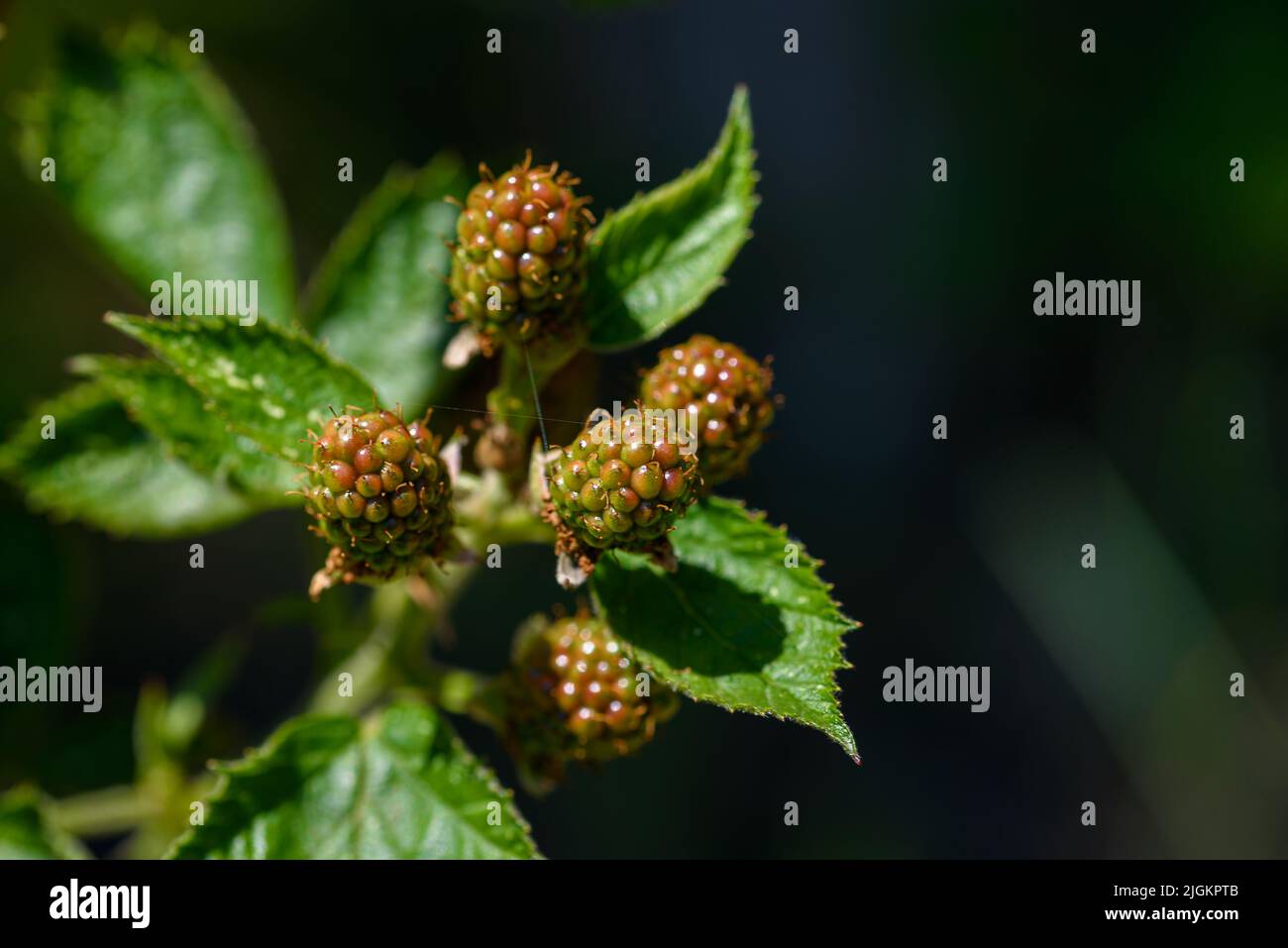 Close view of a blackberry plant with some still unripe fruits. Stock Photo