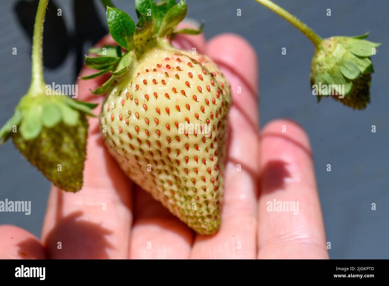 Pineapple strawberries, very tasty berries in the garden. White fragrant strawberries grow on the Bush. Stock Photo
