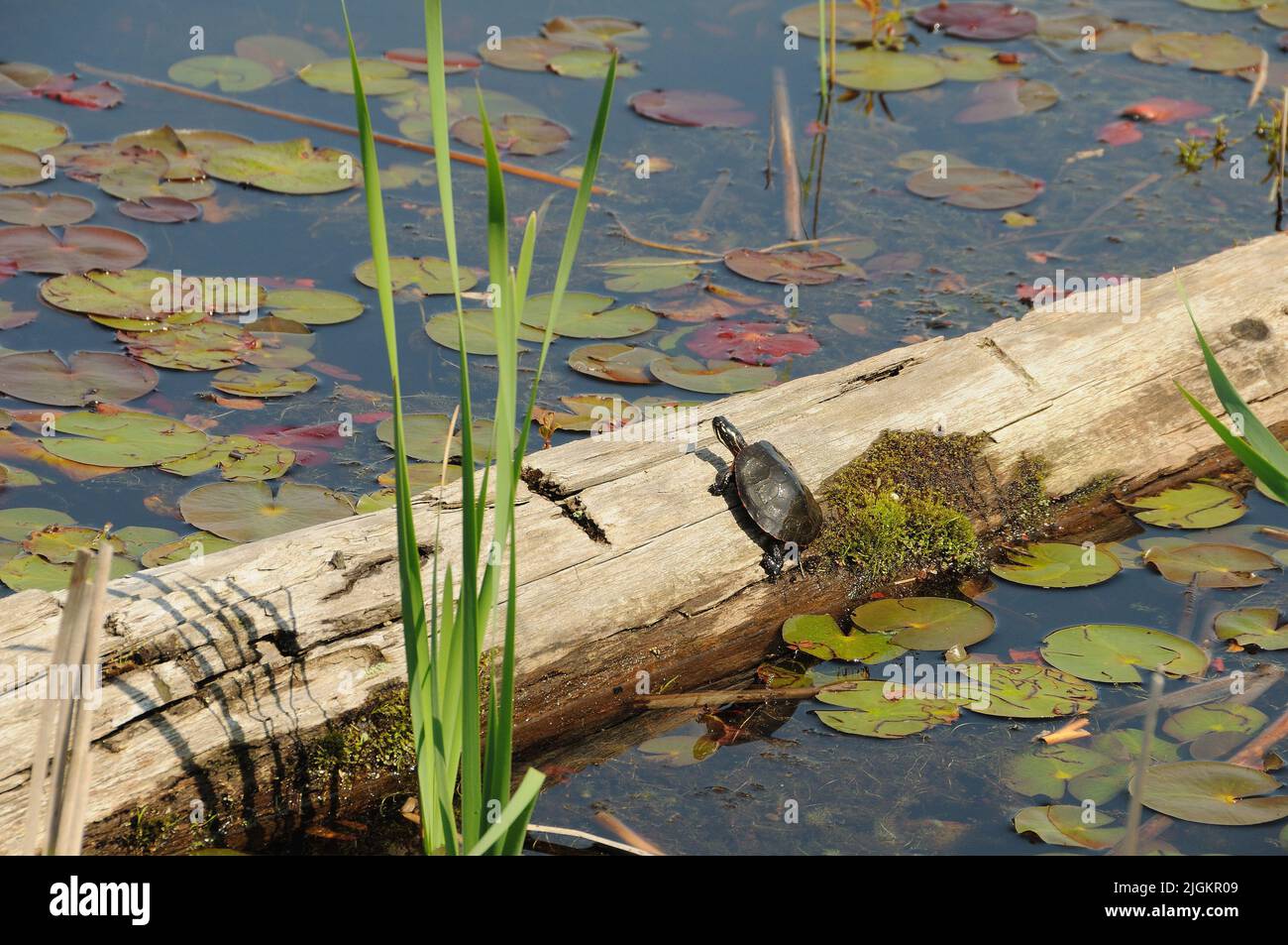 Painted Turtle resting on a moss log with lily water pads background in ...