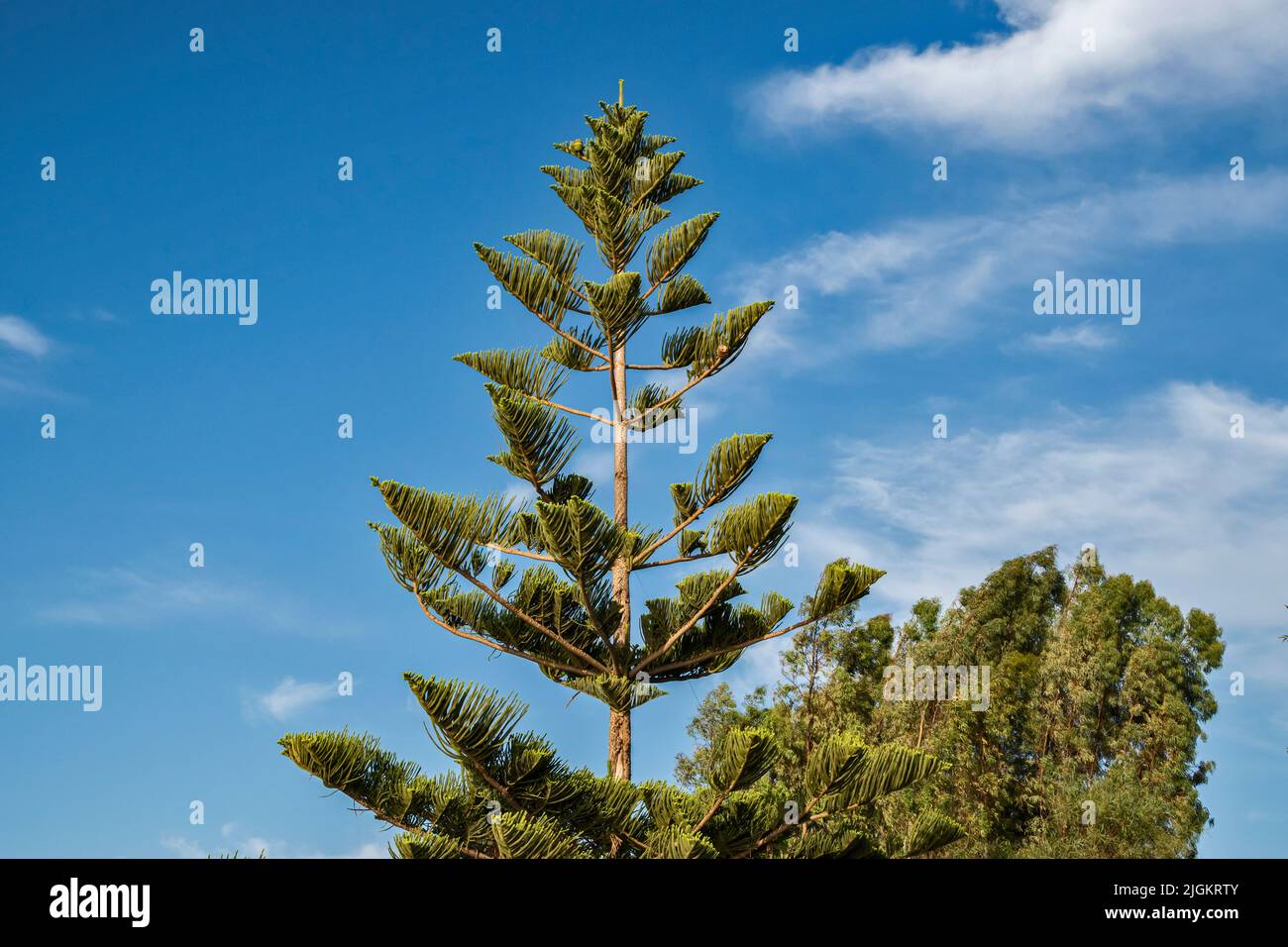 Cook pine tree closeup in sunny summer day Stock Photo
