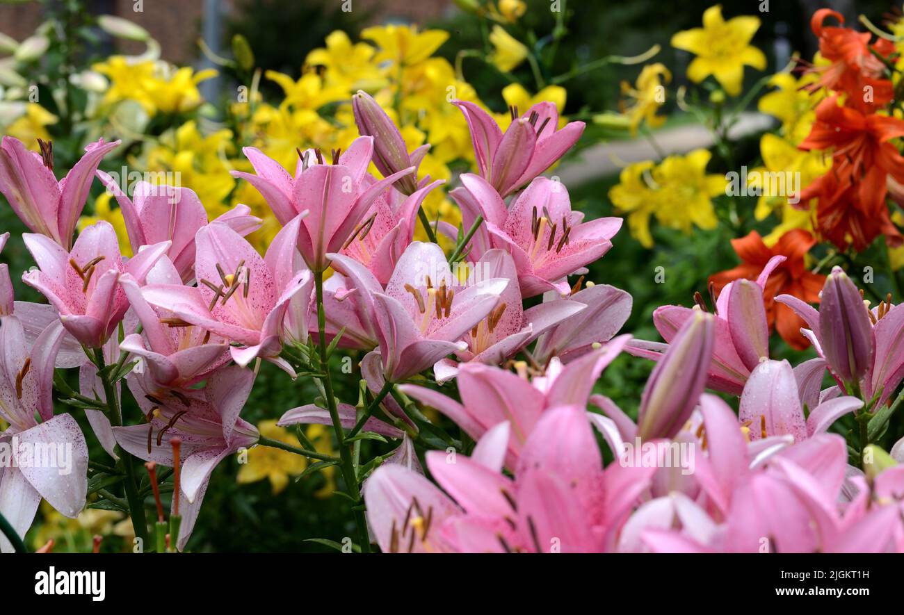 Pink Asiatic Lilies in a cluster with yellow asiatic lilies in the background Stock Photo