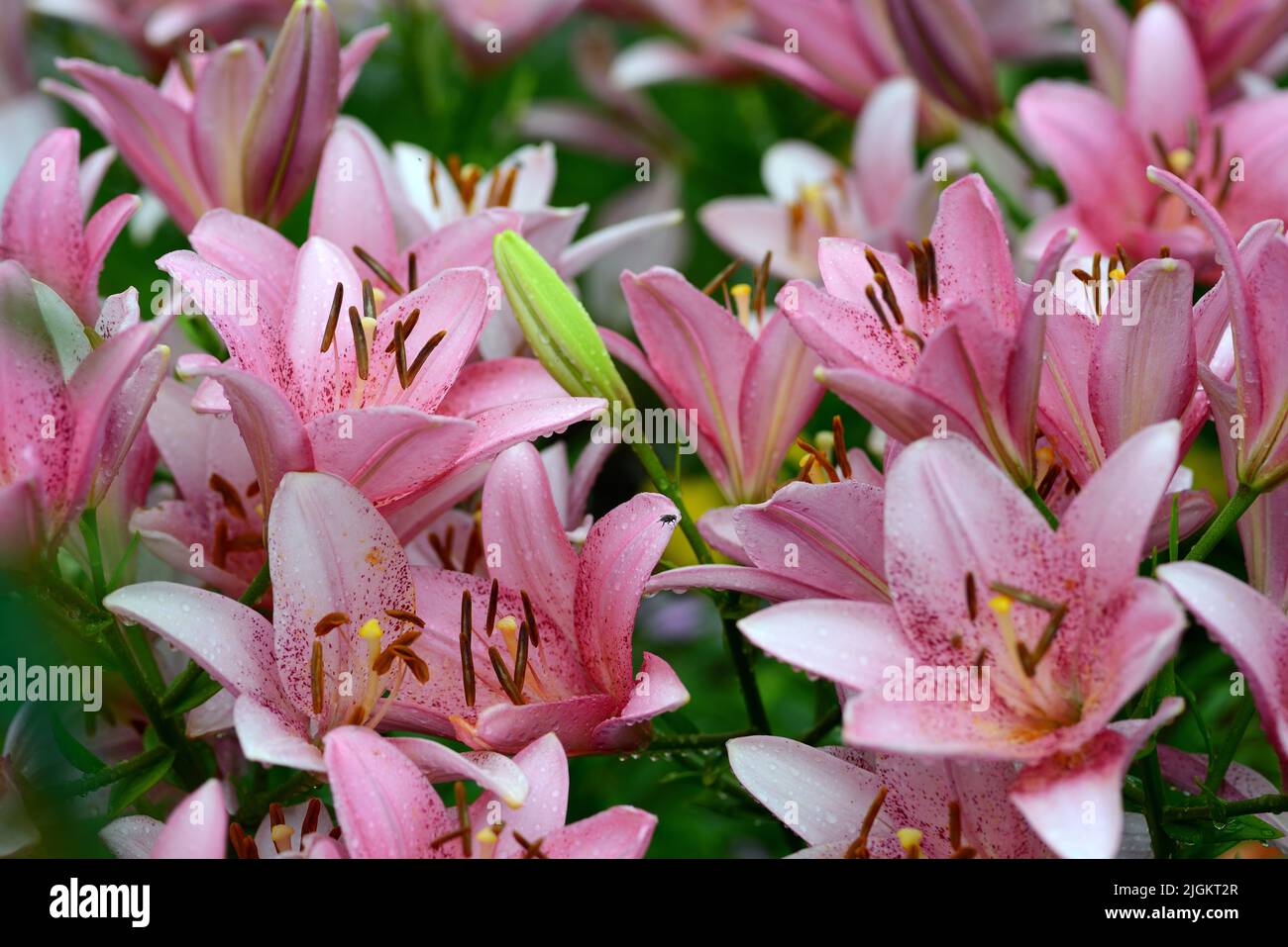 Pink Asiatic Lilies in a cluster Stock Photo