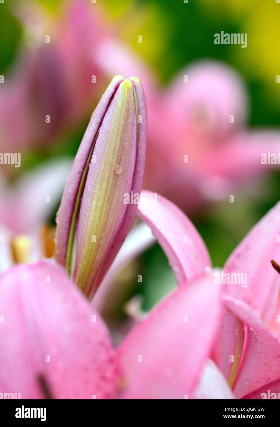 Pink and green asiatic lily bud against a pink and green background of asiatic lilies. Stock Photo