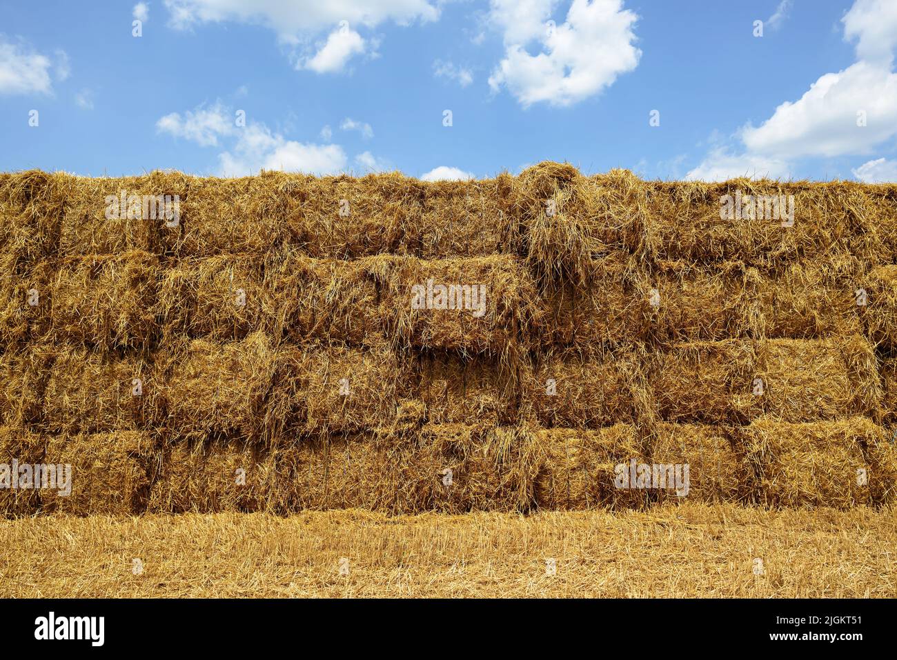 Stacked straw bales from a recent wheat harvest in midday sun. The field is on a rural farm in the USA. It is a grass widely cultivated for its seed, Stock Photo