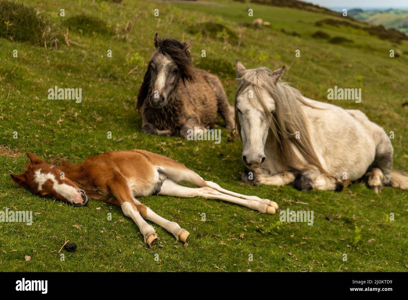Family of wild horses Stock Photo