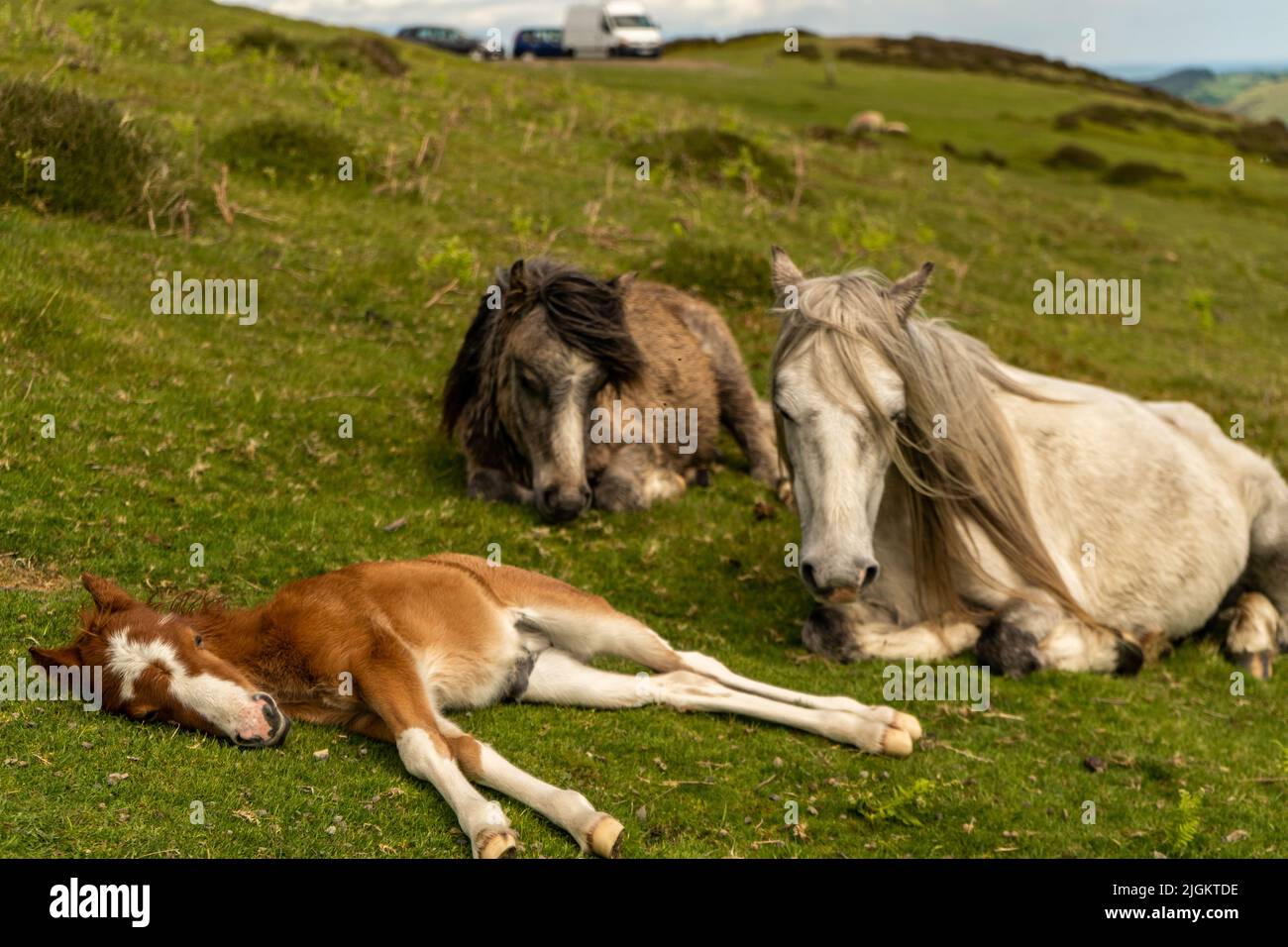 Family of wild horses Stock Photo
