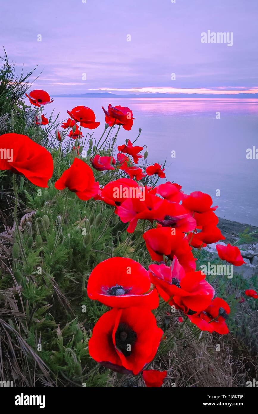 Red poppies above beach at dawn, Comox, Britiah Columbia, Canada Stock Photo