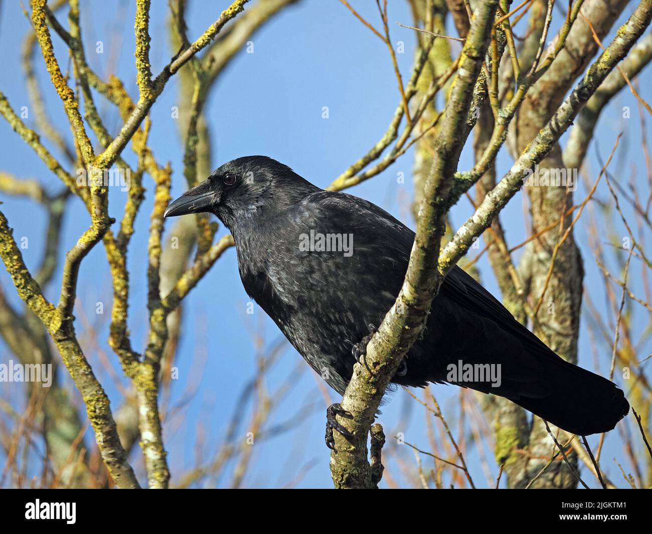 lone glossy black Carrion Crow ((Corvus corone) perched in bare branches of tree in Winter sunshine in Cumbria, England, UK Stock Photo
