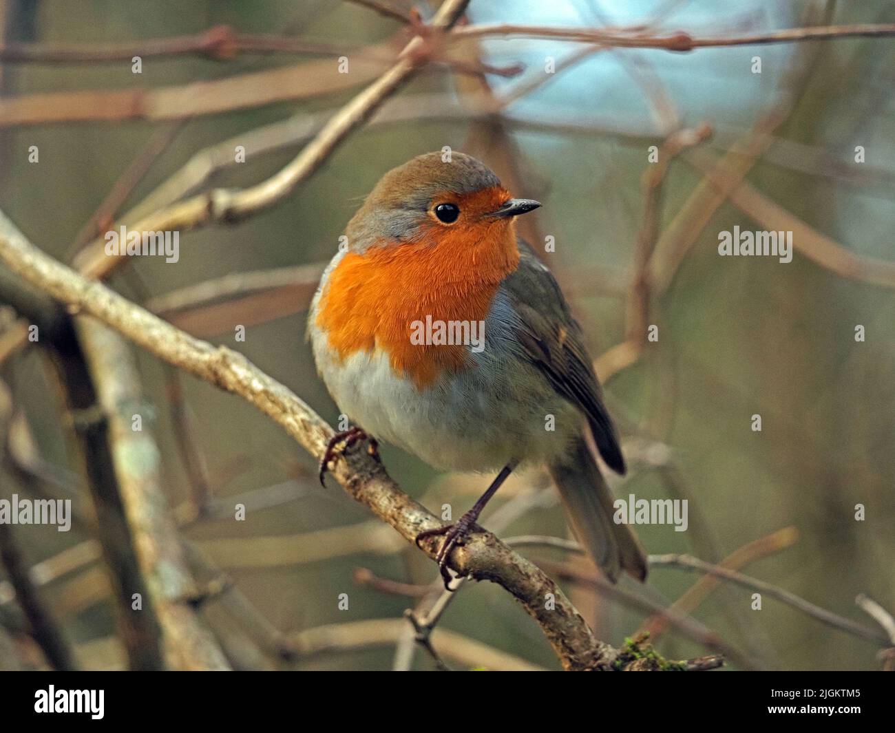 iconic European Robin or Robin Redbreast (Erithacus rubecula) in Winter perched on twig Cumbria, England, UK Stock Photo