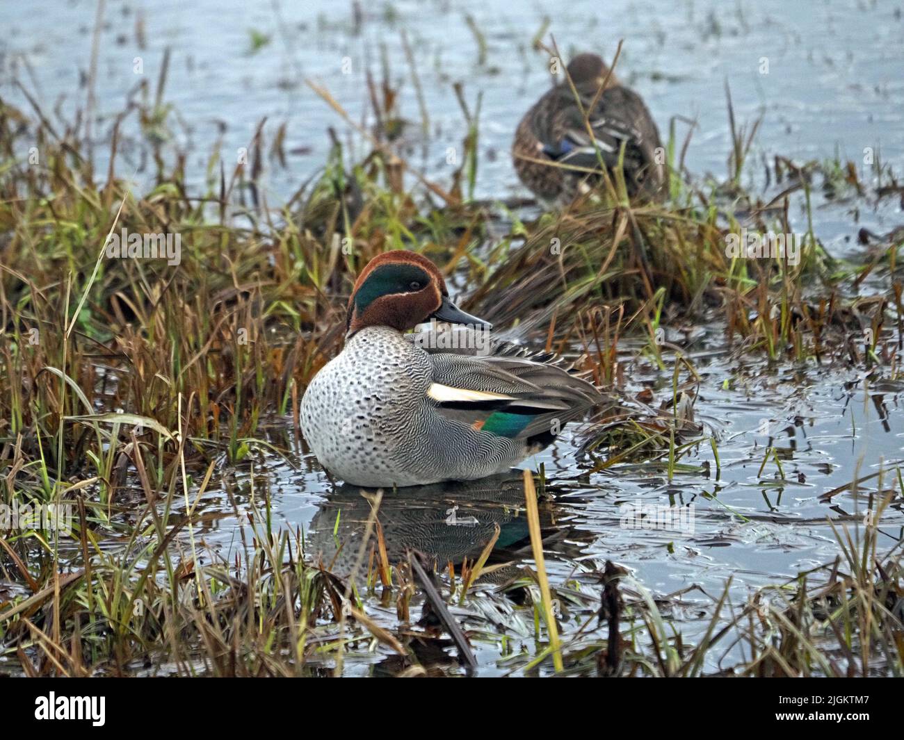 male Eurasian Teal (Anas crecca) displaying plumage including distinctive head pattern & blue green speculum on wing - Leighton Moss NR, England, UK Stock Photo