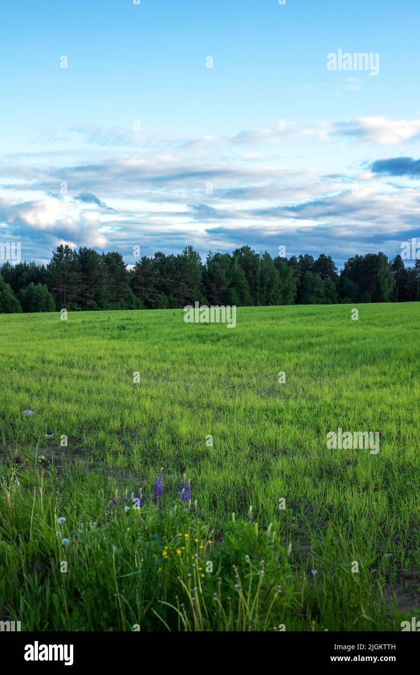 Fields and meadows on blue sky and white clouds natural landscape sunset background Stock Photo