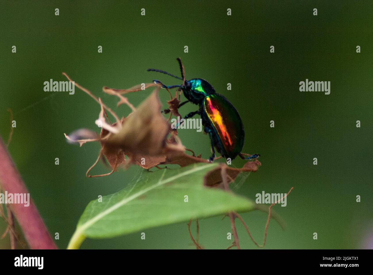 Dogbane leaf beetle (Chrysochus auratus) Stock Photo