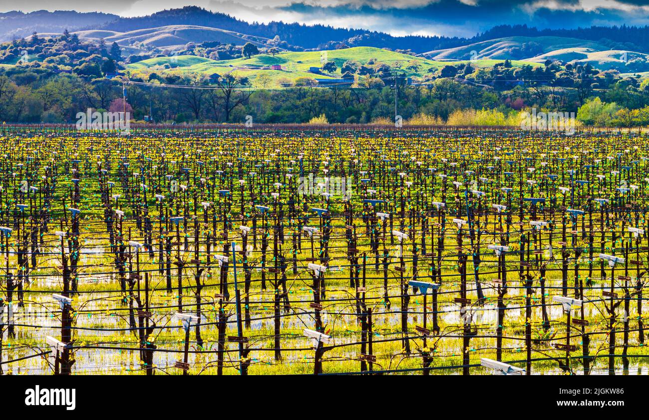 Water Standing in Vineyard With Rolling Hills In The Distance, Dry Creek Valley, Healdsburg, California, USA Stock Photo