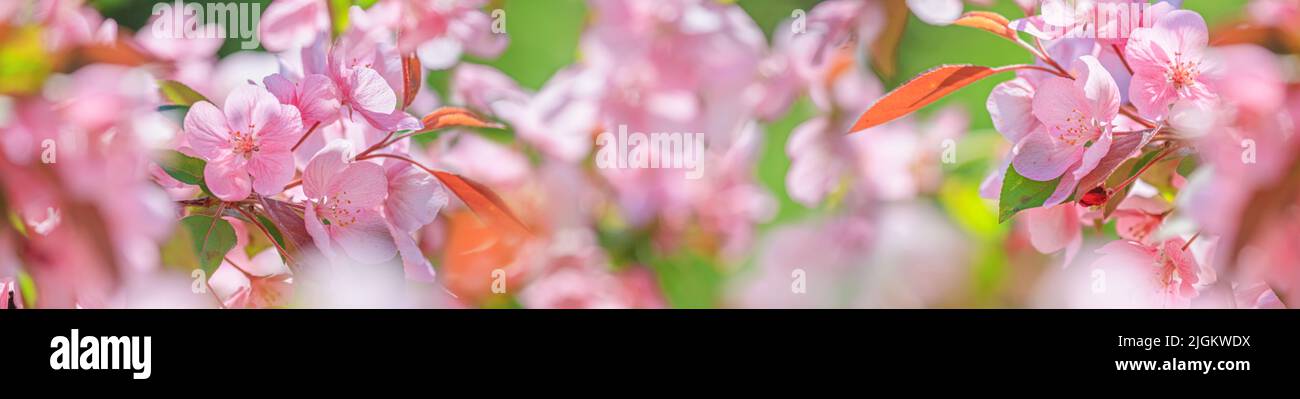 Spring background - pink flowers of apple tree on the background of a blooming garden. Horizontal banner with space for text Stock Photo