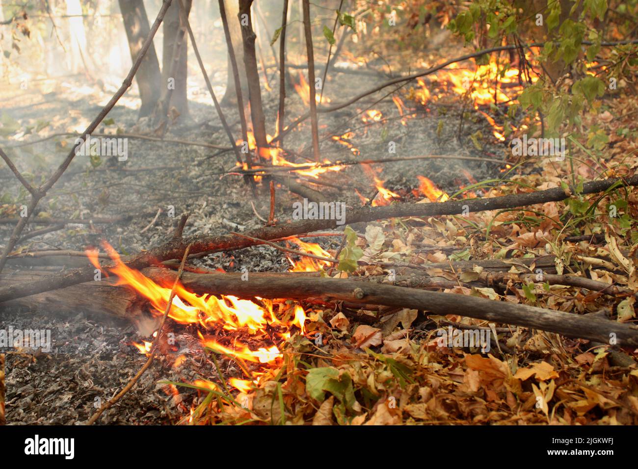 Burning forest in early autumn. Dry wind blows the flames of fire across the forest Stock Photo