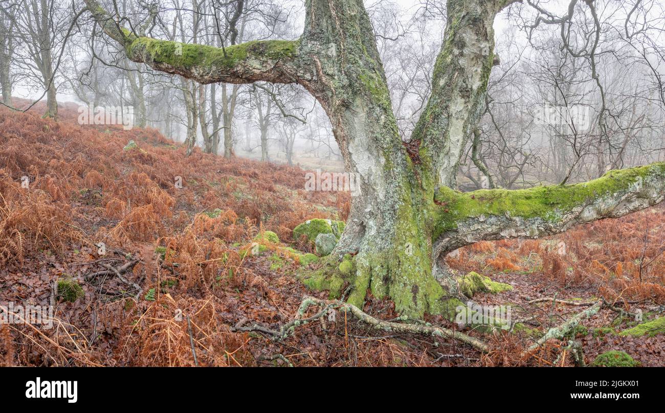 a misty foggy day on the North Yorkshire Moors Stock Photo