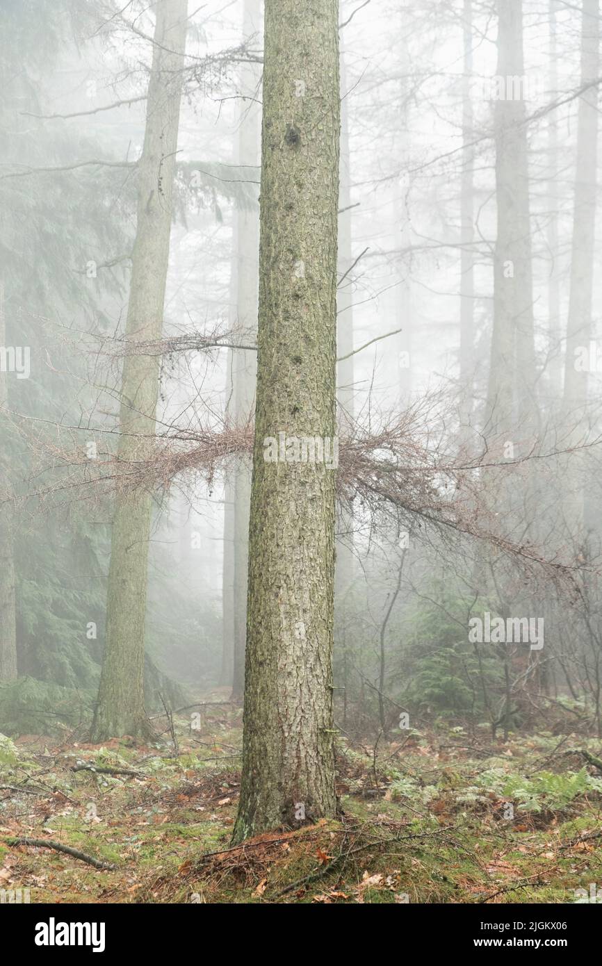 Woodland in the North York Moors with mist Stock Photo