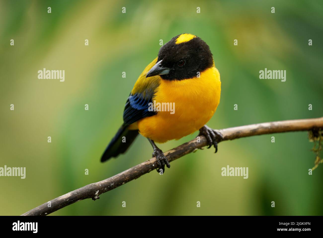 Black-chinned Mountain-Tanager - Anisognathus notabilis yellow bird with black and blue wings in Thraupidae, found in Colombia and Ecuador in subtropi Stock Photo