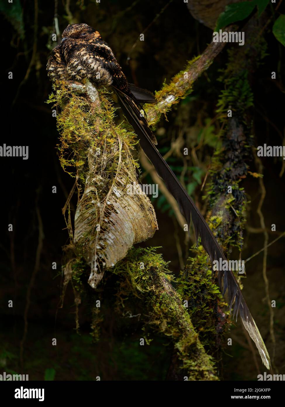 Lyre-tailed Nightjar - Uropsalis lyra brown bird with very long tail in Caprimulgidae, found in Argentina, Bolivia, Colombia, Ecuador, Peru and Venezu Stock Photo