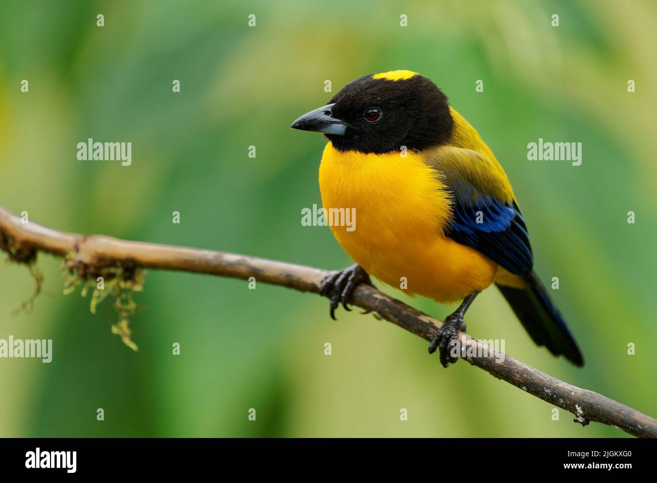 Black-chinned Mountain-Tanager - Anisognathus notabilis yellow bird with black and blue wings in Thraupidae, found in Colombia and Ecuador in subtropi Stock Photo