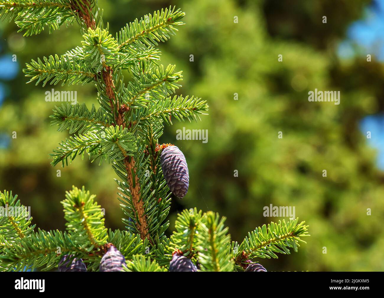 Needles and cones of Picea mariana, black spruce. Needles and cones of Picea mariana, black spruce. Stock Photo