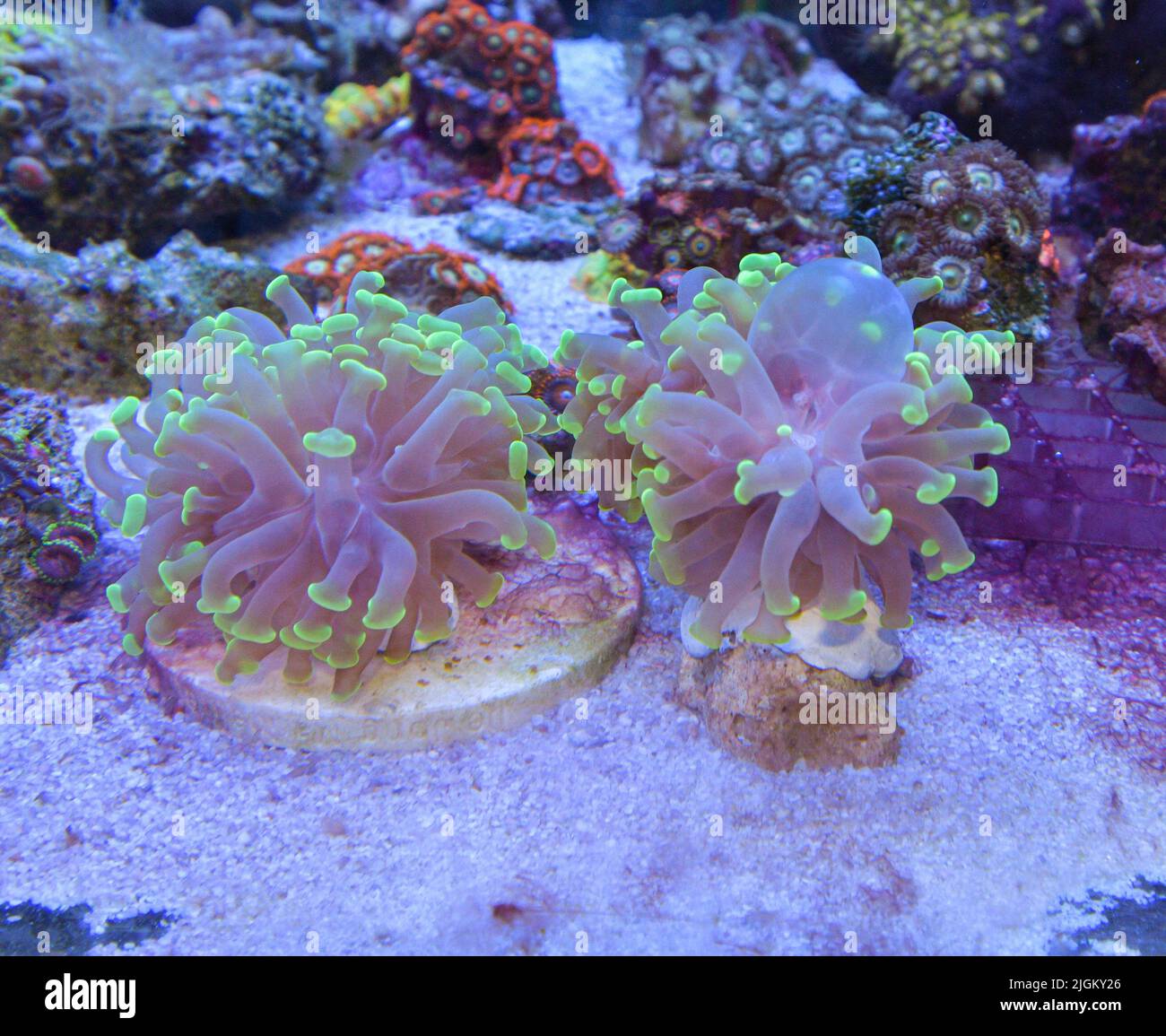 Reef tank, marine aquarium with corals and fishes. Zoanthus polyps corals. Stock Photo