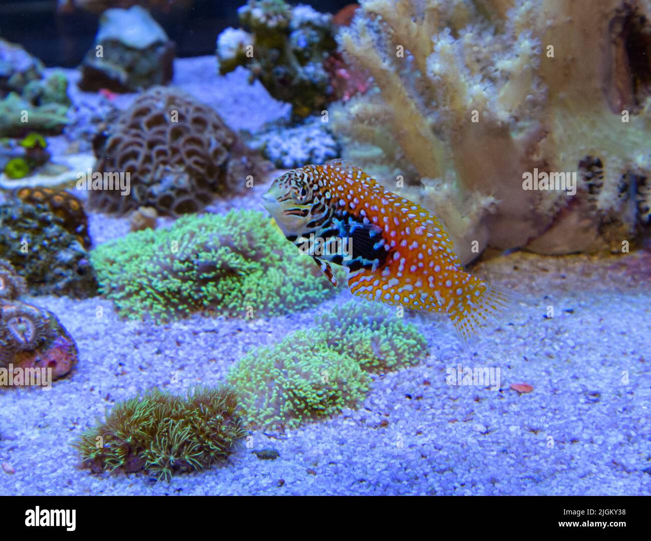 Marine fish leopard wrasse swimming between corals. Stock Photo