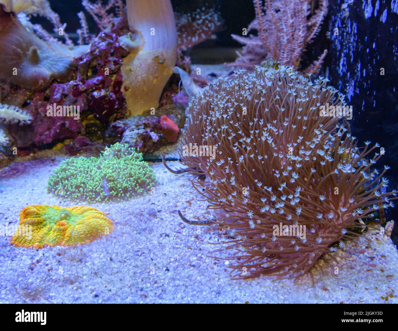 Marine aquarium with coral reefs and fishes (Euphyllia torch coral) Stock Photo