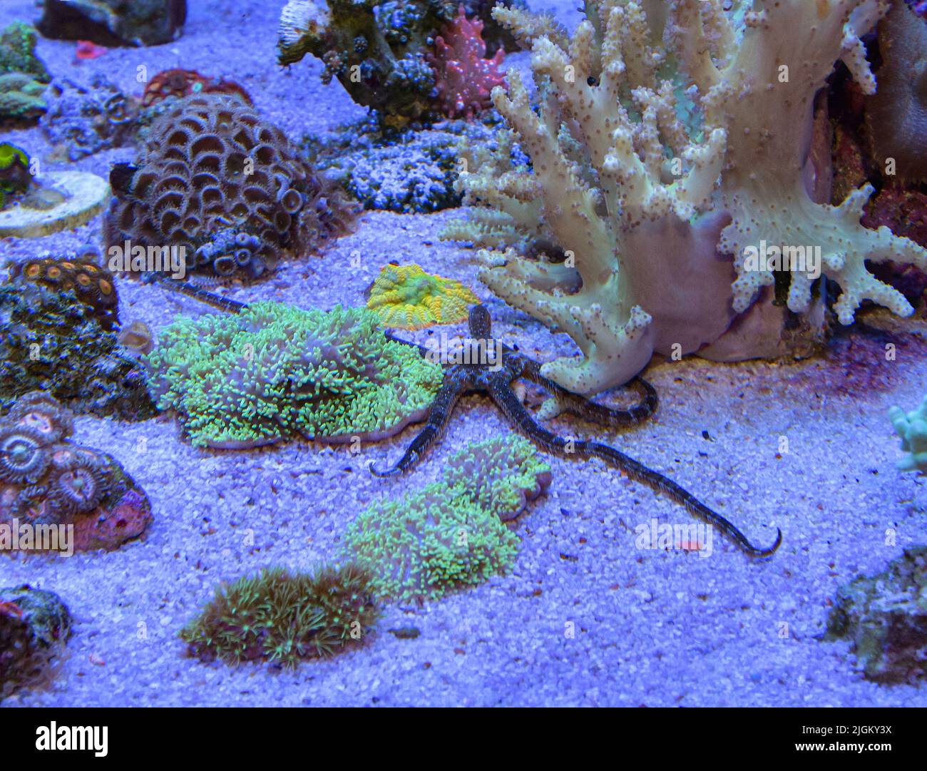 Brittle Sea Star moving on the bottom of marine aquarium between corals Stock Photo