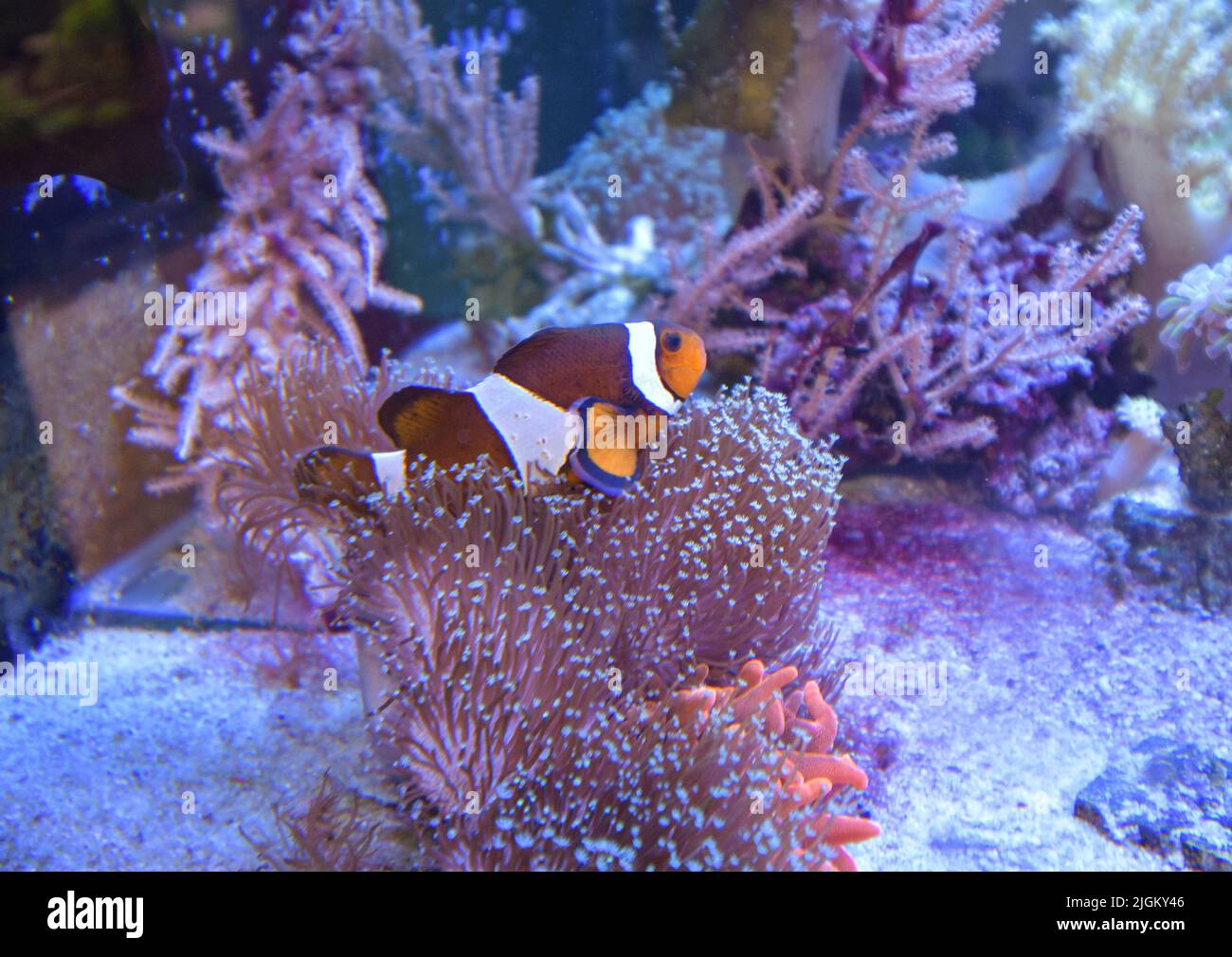 Amphiprion Ocellaris Clownfish swimming in Marine Aquarium. Clown fish