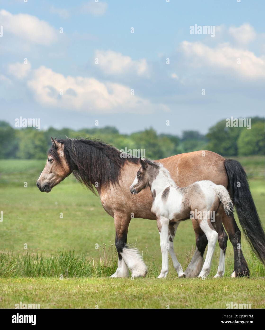 Gypsy Vanner Horse mare and foal in pasture in pasture Stock Photo