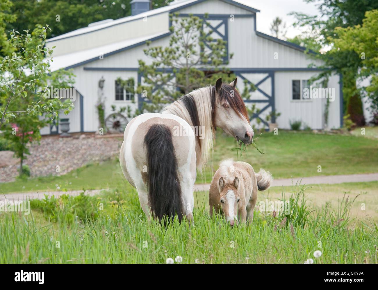 Gypsy horse mare with foal in tall grass with barn Stock Photo