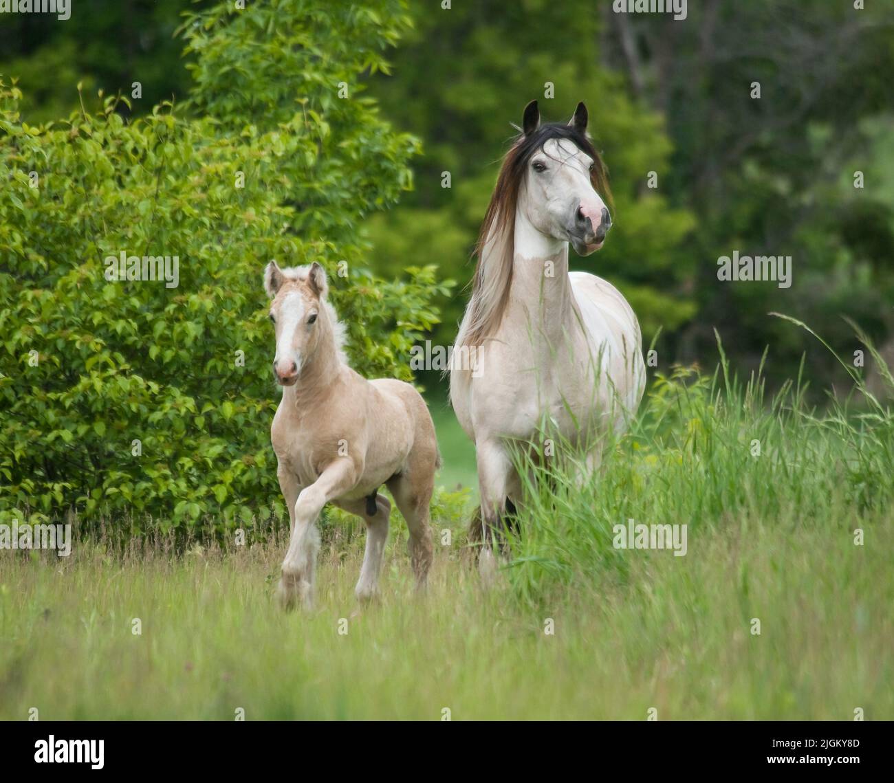 Gypsy horse mare with foal Stock Photo
