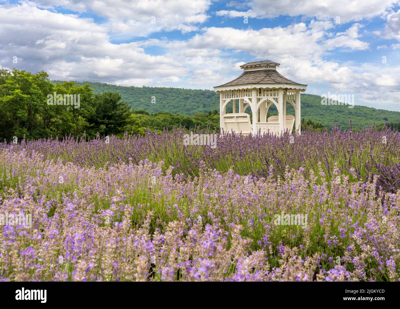Lavender plants in blossom cultivated in a small farm in Maryland with white gazebo offering shade and relaxation Stock Photo