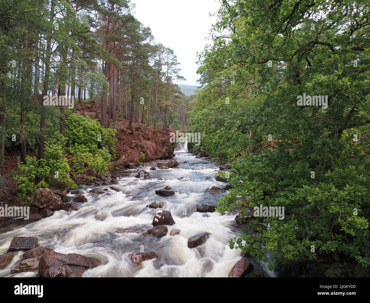 Rocky river racing through Scots pine forest in the Scottish Highlands Stock Photo