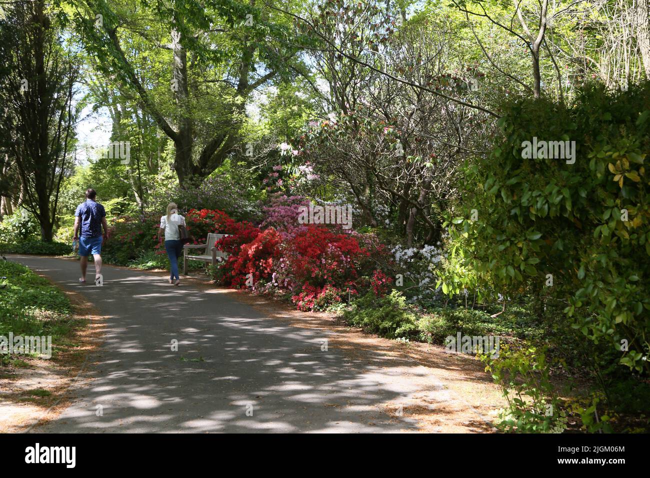 Visitors Walking by Rhododendrons in Sir Harold Hillier Gardens Ampfield Romsey Hampshire