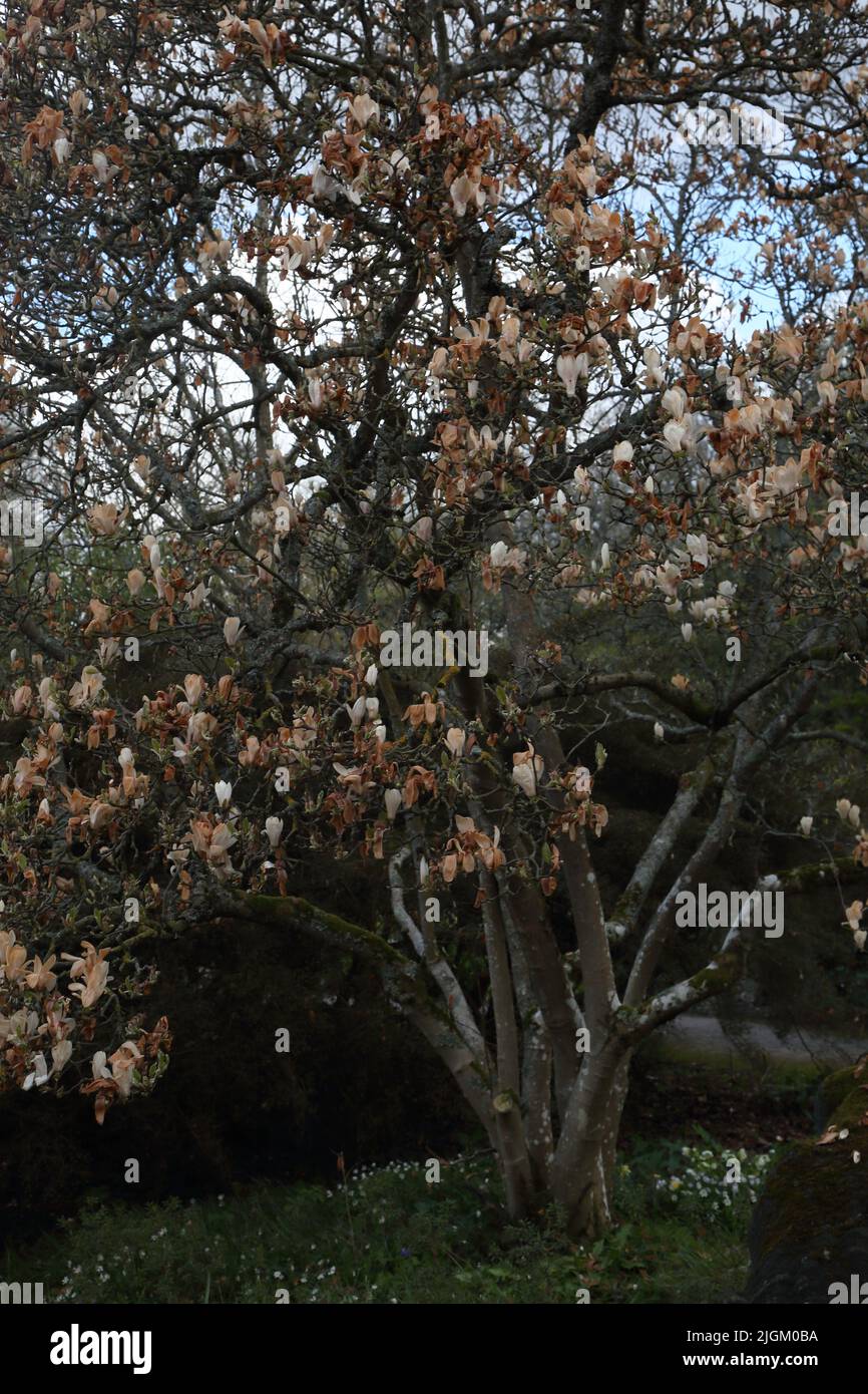Magnolia hit by Frost Damage turning the Flowers brown Wisley RHS