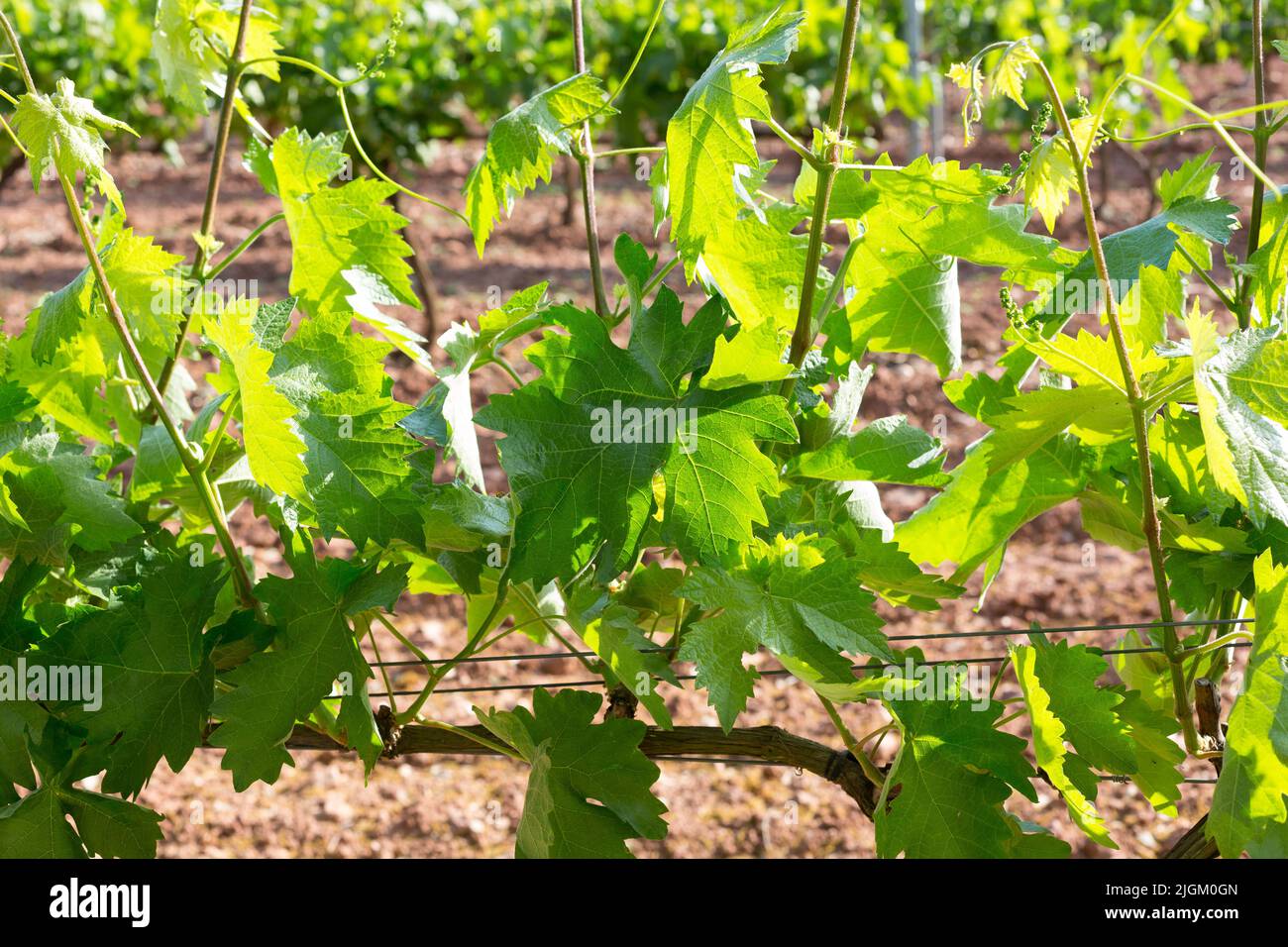 Vineyards in spring before harvest in the Rioja area, Spain. Stock Photo