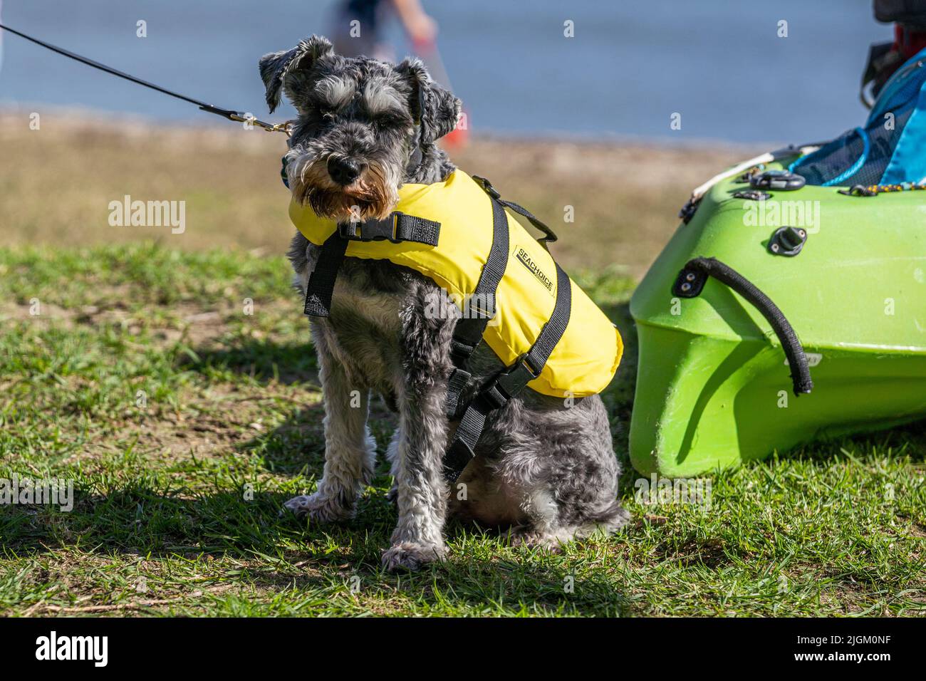 A cute grey Schnauzer dog sits at the beach on a lead wears a bright yellow buoyancy aid life jacket. Stock Photo