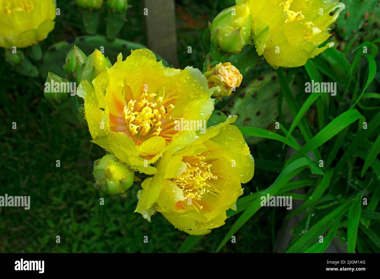 Bright yellow flowers of the Eastern Prickly Pear (Opuntia Humifusa), commonly knows as Devil's Tongue and Indian Fig -02 Stock Photo