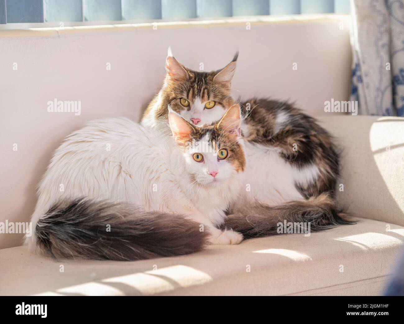A pair of Maine Coon Cat  female adults snuggle TOGETHER on sofa Stock Photo