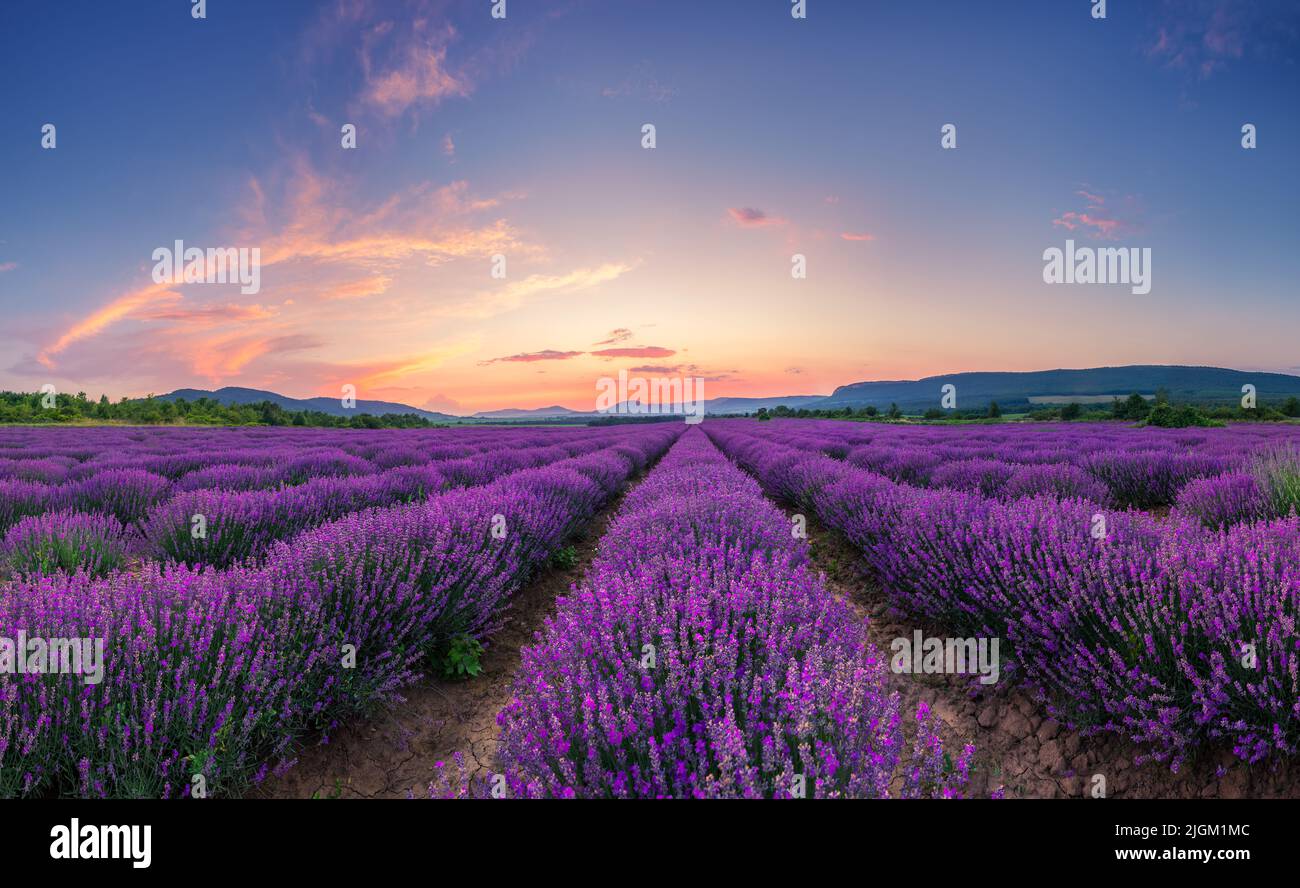 Lavender flower blooming fields in endless rows. Sunset shot. Stock Photo