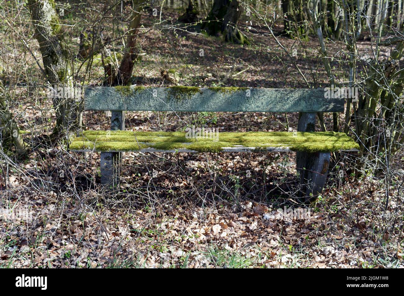 Mossy forest bench Stock Photo Alamy