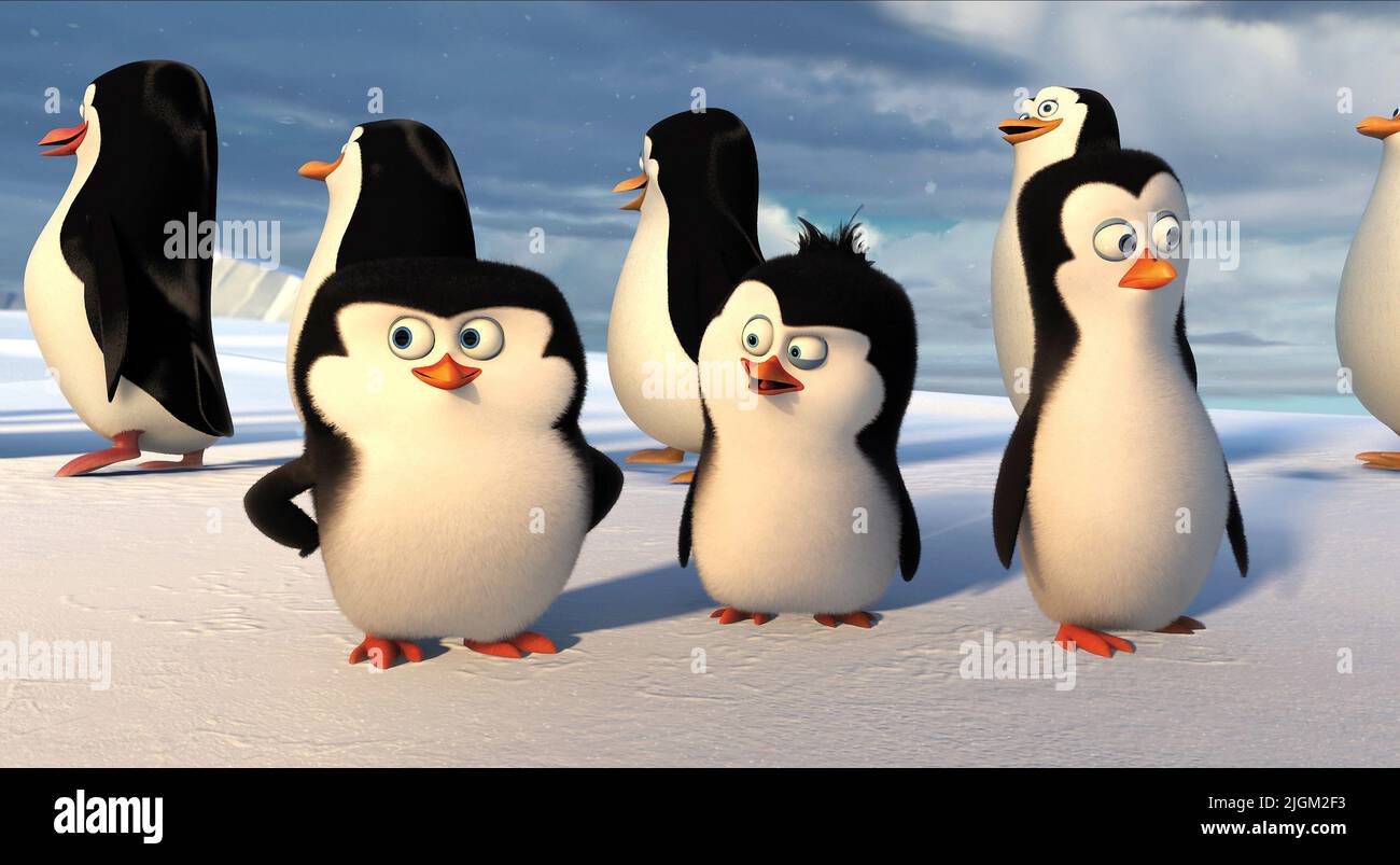 YOUNG PENGUINS, PENGUINS OF MADAGASCAR, 2014 Stock Photo