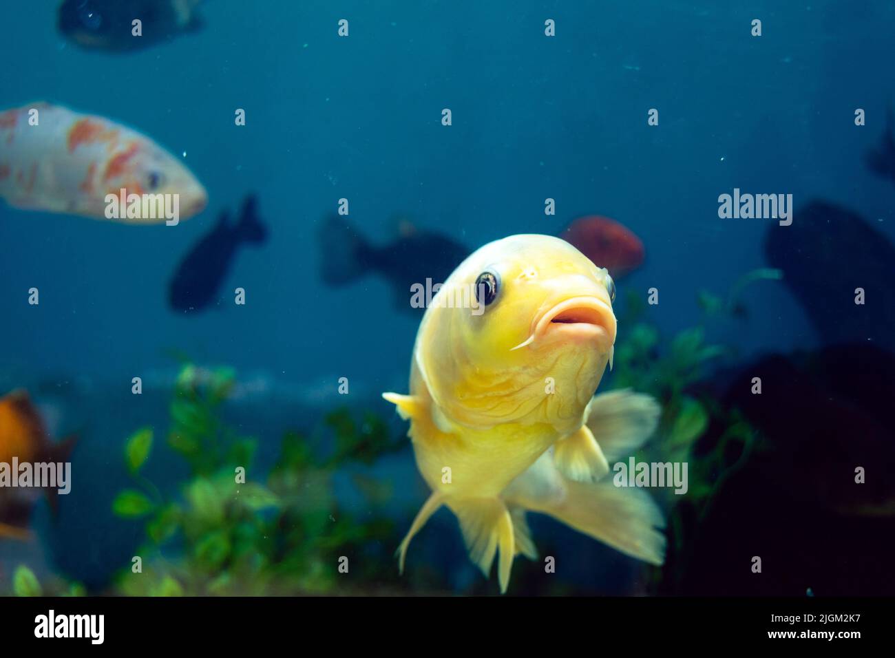 Big Yellow fish on water tank with plenty of other fishes. Stock Photo