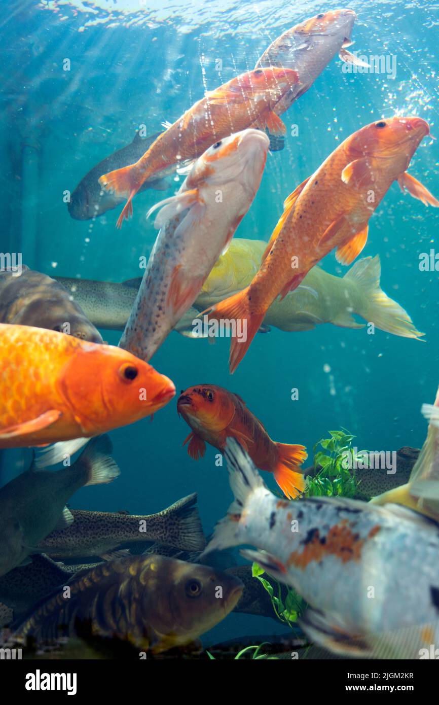 Big Fish Color Colorful big fishes on large mobile thank, plenty of fishes ...