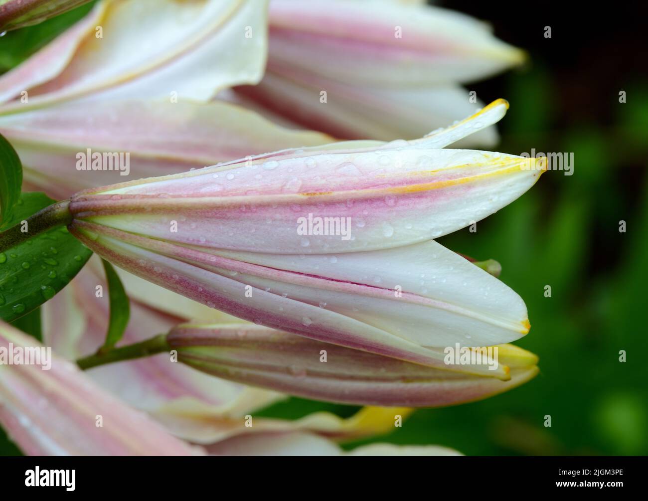 White asiatic lily hi-res stock photography and images - Alamy